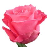 Topaz Roses quateur Ethiflora